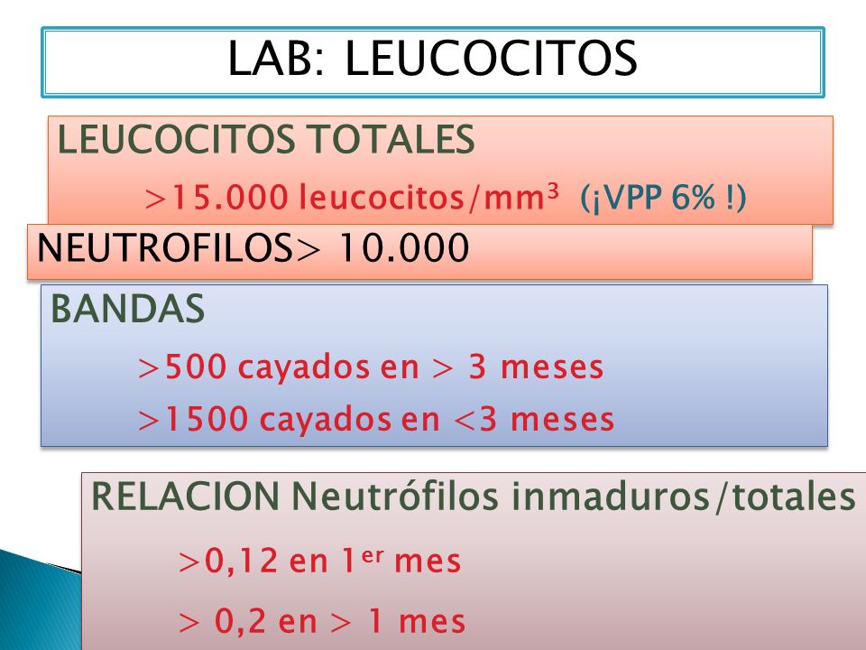 que es neutrofilos totales que es neutrofilos totales